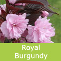 Bare Root Flowering Cherry Royal Burgundy Tree, MEDIUM + PURPLE LEAVES + ATTRACTIVE BARK **FREE UK MAINLAND DELIVERY + FREE 100% TREE WARRANTY**